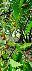 Coffea arabica