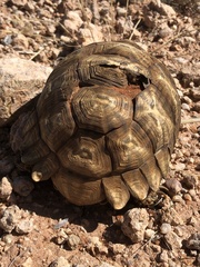 Psammobates oculifer