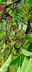 Coffea arabica