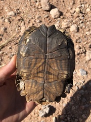 Psammobates oculifer