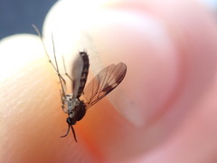 Keroplatidae