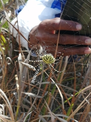 Argiope australis