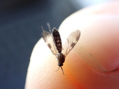 Keroplatidae