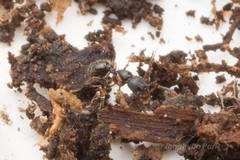 Myrmecina