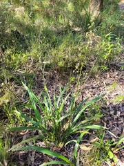 Dianella tasmanica