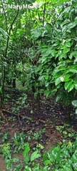 Coffea arabica