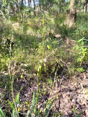 Dianella tasmanica