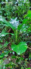 Dieffenbachia seguine