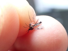 Keroplatidae