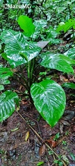 Dieffenbachia seguine