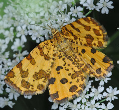 Pseudopanthera macularia
