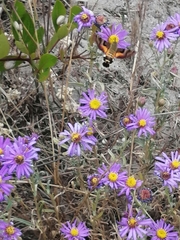 Macroglossum trochilus