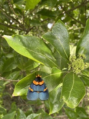 Egybolis vaillantina