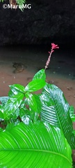 Odontonema