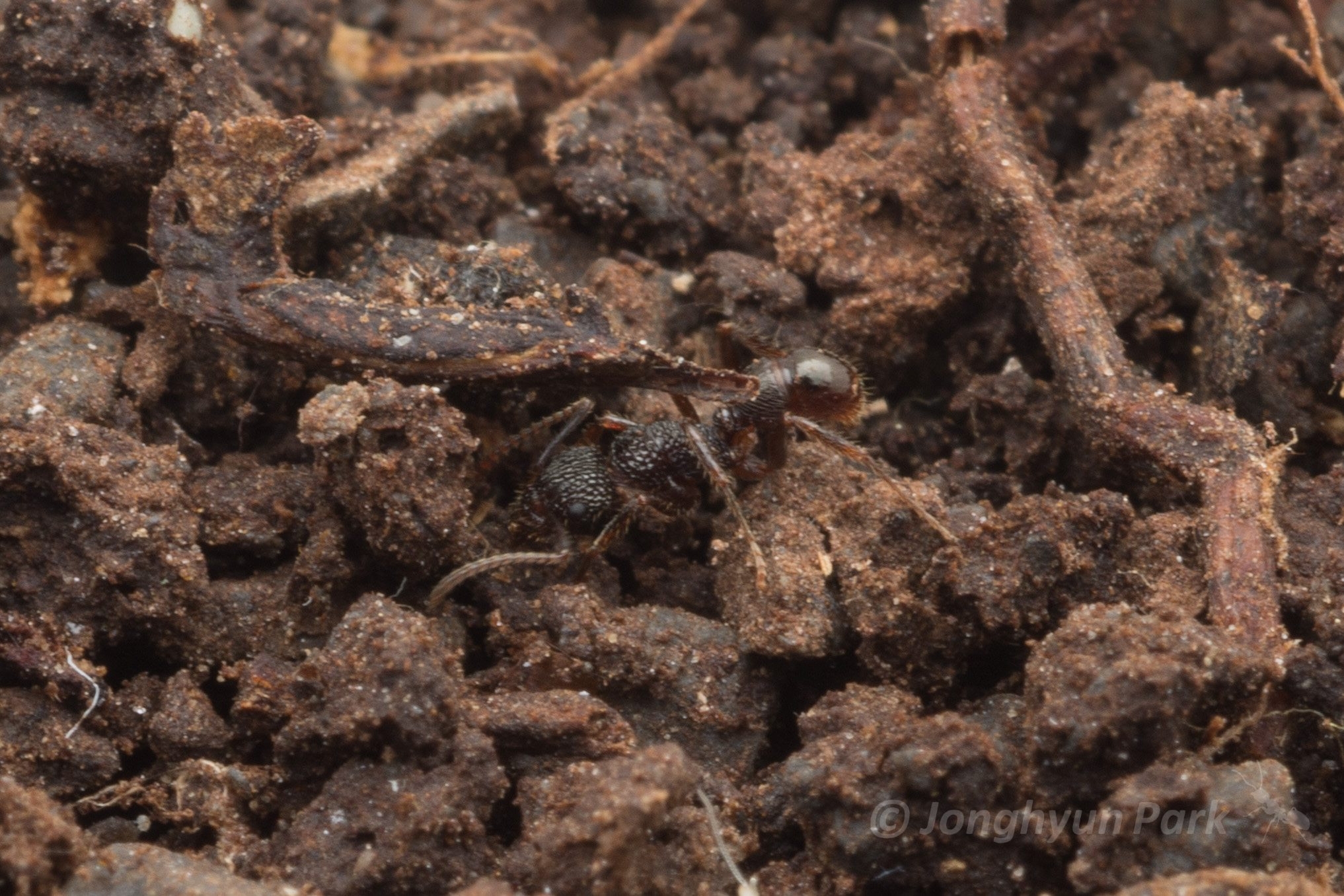 Rhytidoponera kurandensis