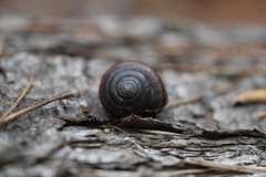 Helminthoglypta dupetithouarsi