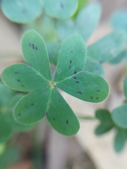 Oxalis pes-caprae
