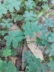 Oxalis pes-caprae