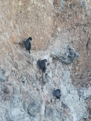 Phalacrocorax punctatus