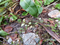 Gentianella grisebachii