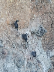 Phalacrocorax punctatus