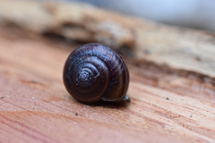 Helminthoglypta dupetithouarsi