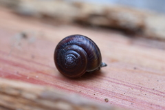 Helminthoglypta dupetithouarsi