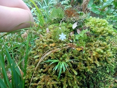 Libertia