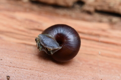 Helminthoglypta dupetithouarsi