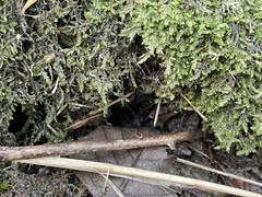 Rhynchostegium riparioides