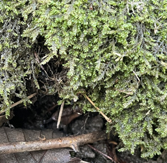 Rhynchostegium riparioides