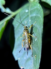 Echthromorpha agrestoria