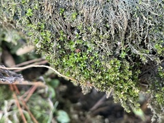Hyophila involuta