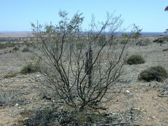 Dodonaea subglandulifera