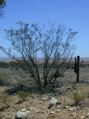 Dodonaea subglandulifera