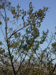 Dodonaea subglandulifera