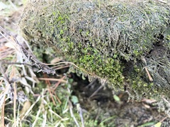 Hyophila involuta