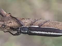 Rhinotia brunnea