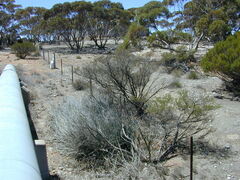 Dodonaea subglandulifera