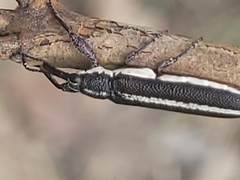 Rhinotia brunnea