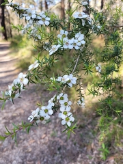 Leptospermum continentale