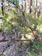 Leptospermum continentale