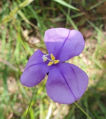 Patersonia occidentalis