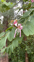 Bauhinia