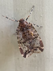 Dipsiathus obscurifrons