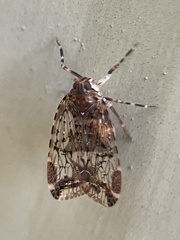 Dipsiathus obscurifrons