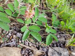 Indigofera spicata