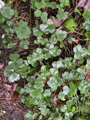 Oxalis oregana