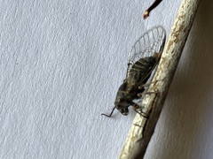 Atrapsalta encaustica