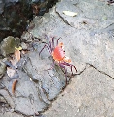 Tiwaripotamon edostilus